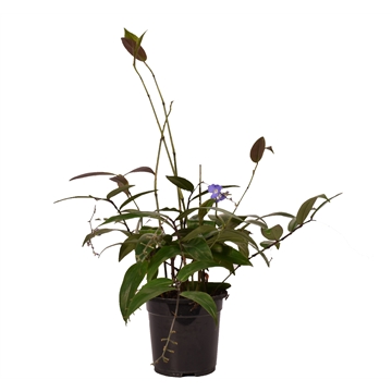 Dichorisandra Pendula