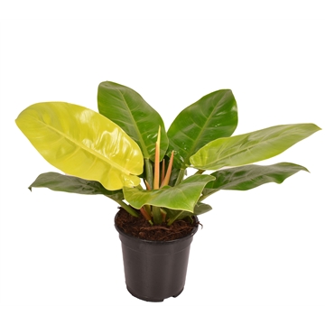 Philodendron Moonlight p19