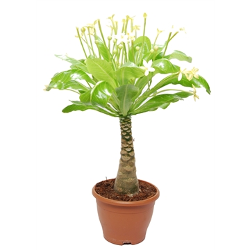 Brighamia insignis &#39;Hawaii Palm&#39; met bloem P21