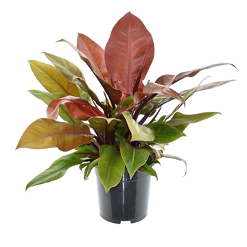Philodendron Prince of Orange