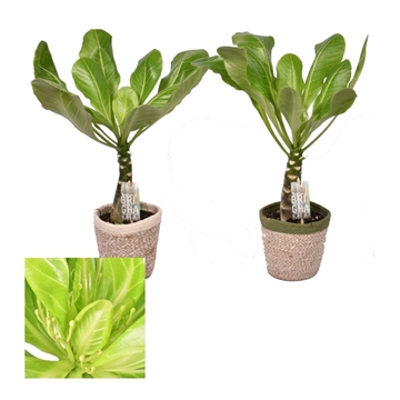 Brighamia insignis &#39;Hawaii Palm&#39; in Basket ompot