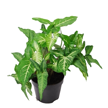 Syngonium Angustatum