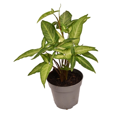 Syngonium Angustatum
