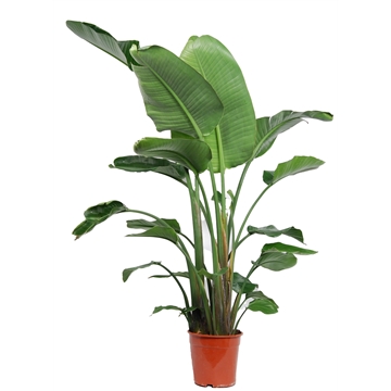 Strelitzia Nicolai 3 PP (zonder bloem) P24 140-160cm