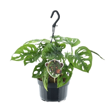 Monstera obliqua &#39;Monkey Leaf&#39; Hangpot