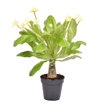 Brighamia insignis &#39;Hawaii Palm&#39; met bloem P12