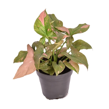 Syngonium podophyllum &#39;Red Spot&#39; P12