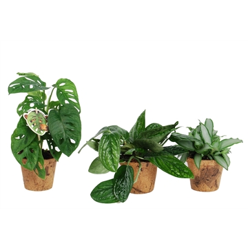 Urban mix: Epipremnum-Monkey-Murdannia Nature&#39;s Chance Kokospot.