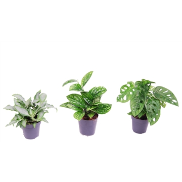 Urban mix: Epipremnum-Monstera Monkey-Murdannia