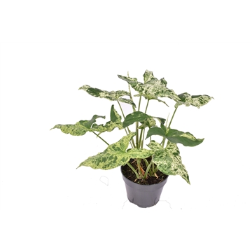 Syngonium Mottled