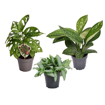 Mix Botanical: Murdannia - Monkey Leaf - Marble Planet