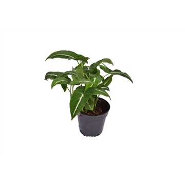Syngonium Wendlandii