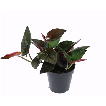 Syngonium erythrophyllum &#39;Red Arrow&#39;