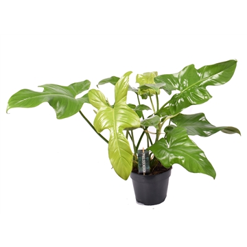 Philodendron Yellow Violin P15
