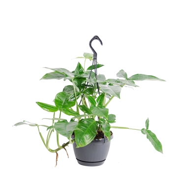 Syngonium &#39;Trileaf Wonder&#39; Hangpot