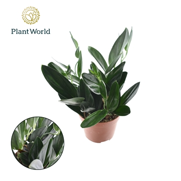 Scindapsus &#39;Treubii&#39; Dark Form