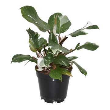 Philodendron White Knight