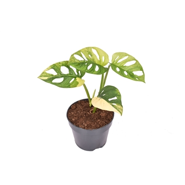 Monstera Variegated Aurea