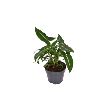 Syngonium Wendlandii