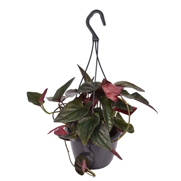 Syngonium erythrophyllum &#39;Red Arrow&#39; in hangpot