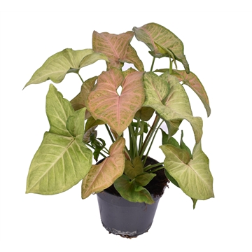 Syngonium Regina Red