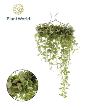 Dischidia &#39;White Diamond&#39; op kledinghanger