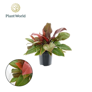 Philodendron Prince of Orange P24