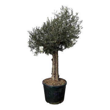 Olea Europaea (1plant per 2cc of 2plant per 2cc)