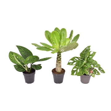 Mix Hawaii: Marble planet - Monkey Leaf - Brighamia
