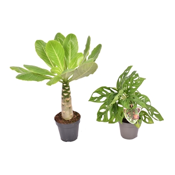 Mix california: Monkey Leaf - Brighamia
