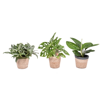 Urban mix: Epipremnum-Monkey Leaf-Murdannia in basket