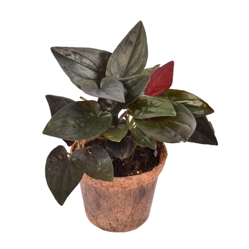 Syngonium erythrophyllum &#39;Red Arrow&#39; Nature&#39;s Chance Kokospot