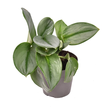 Scindapsus &#39;Treubii&#39; Moonlight