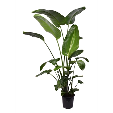 Strelitzia Nicolai 3 PP (zonder bloem) P24 180-200cm