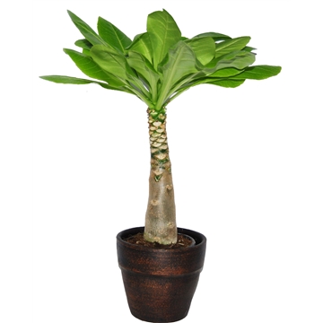 Brighamia insignis &#39;Hawaii Palm&#39; keramiek Thailand