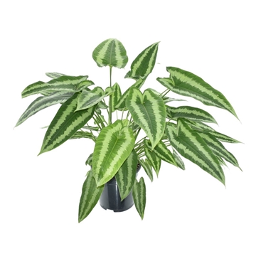 Schismatoglottus Wallichii
