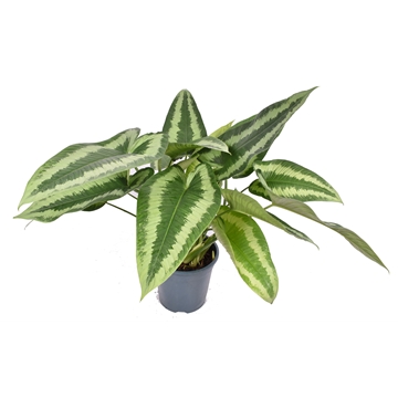 Schismatoglottus Wallichii P30