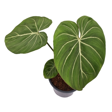 Philodendron Gloriosum