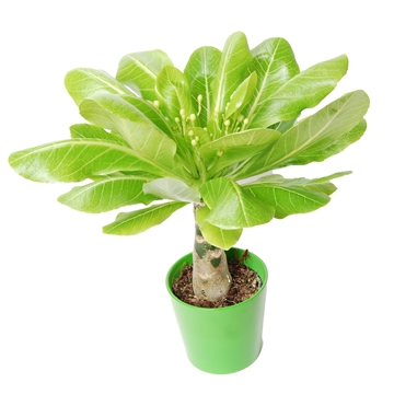 Brighamia insignis &#39;Hawaii Palm&#39; met bloem keramiek Groen