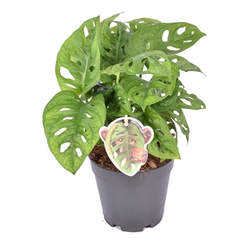 Monstera Obliqua &#39;Monkey Leaf&#39; P14