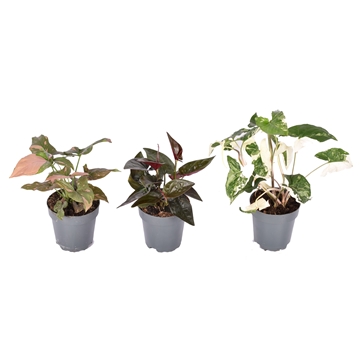 Mix Syngonium Albo variegata - Red Arrow - Red Spot