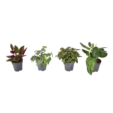 Mix Ep Marble plnt, Mo Siltepecana, Syng Red Arrow en Christmas