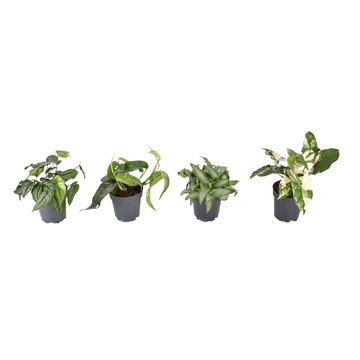 Mix Mon Siltepecana, Syng albo varie, Epi Variagata, Murdannia