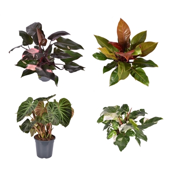 Phil mix Prince of Orange, Verrucosum, White en Pink Princess