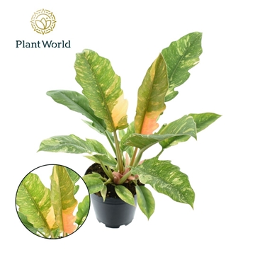 Philodendron narrow &#39;Ring of Fire&#39; P14