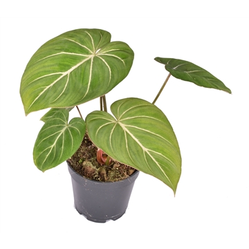 Philodendron Gloriosum
