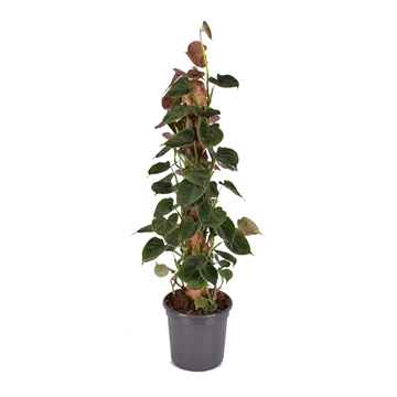 Philodendron Lupinum Mosstok