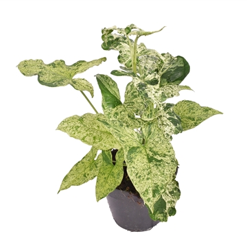 Syngonium Mottled p14