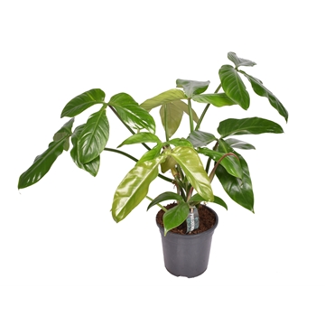Philodendron Tripartitum