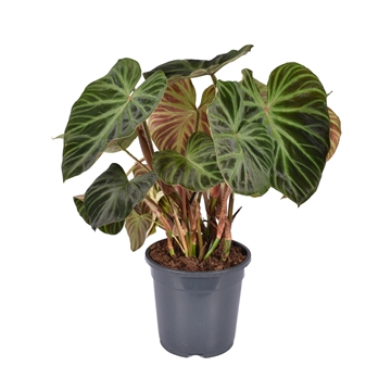 Philodendron Verrucosum &#39;Incensi&#39; P19